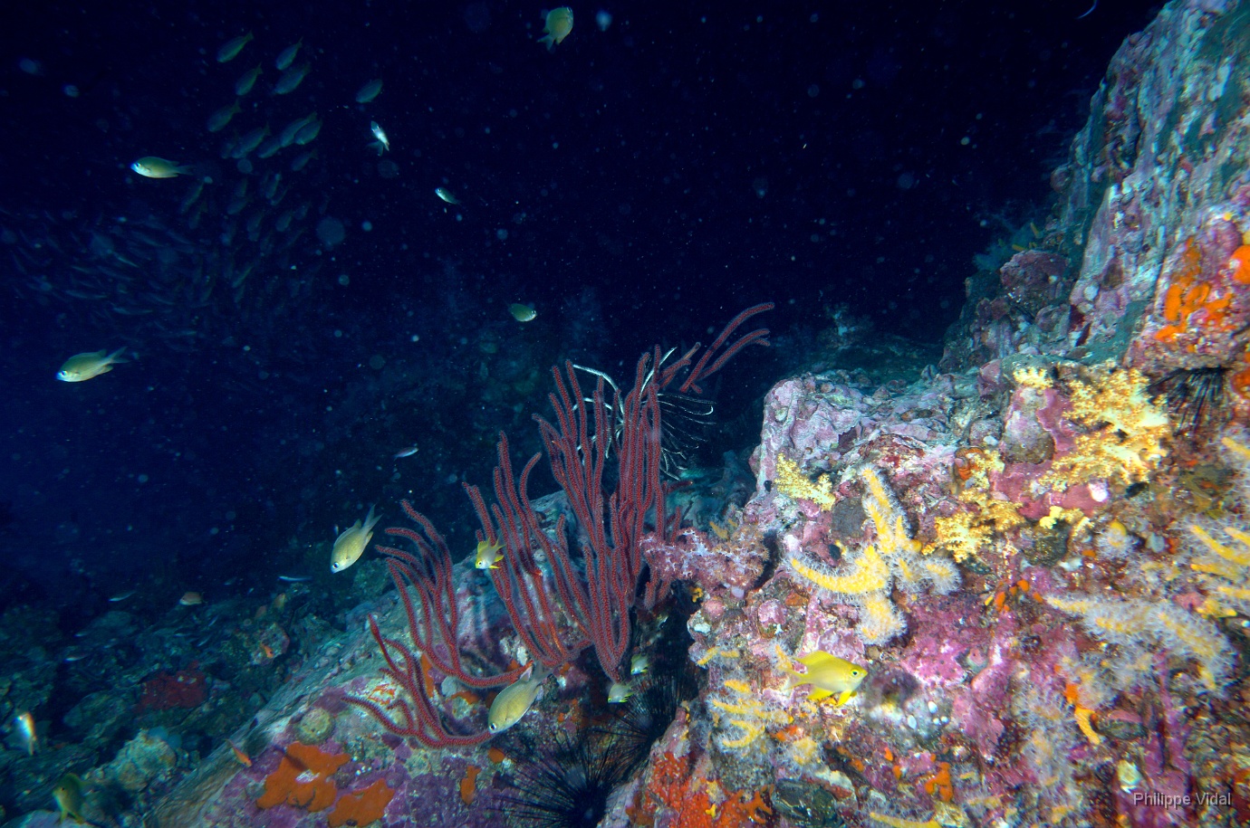 Birmanie - Mergui - 2018 - DSC03236 - Coral - Corail.jpg